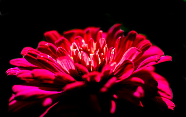 Red Zinnia (Zinnia elegans) flower in the dark with glowing center. Dark flower background.