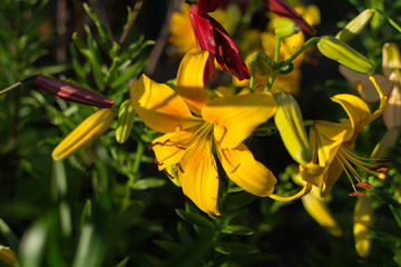 Bright yellow lily (Lilium) flower shadowed but with the beam of sunlight on its petals. Lily flower symbolizes purity and refined beauty, and yellow lily  particularly - gaiety.
