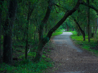 Fototapeta premium Rays of sunlight shining through vibrantly colorful forest canopy onto walking trail