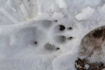 The track of a large animal on the snow
