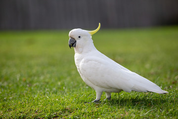 White Cockatoo on grass