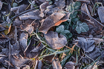 Fallen brown leaves lie on the grass covered with frost after the first frost.