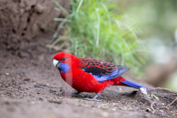 Red and Blue Parakeet