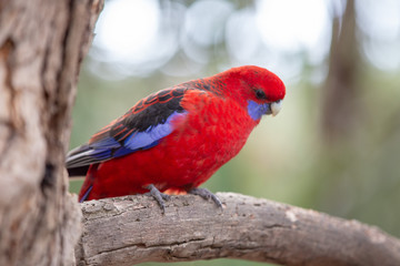 Red and Blue Parakeet