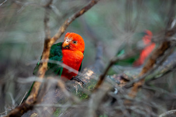 Red and Green Parakeet