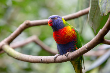 Four colored Parakeet