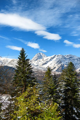 fir trees in french pyrenees mountains with Pic du Midi de Bigorre in background
