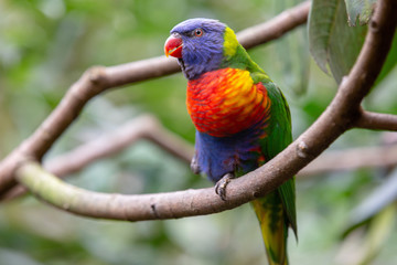 Four colored Parakeet