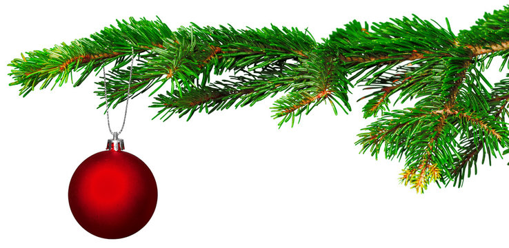 christmas ball on fir branch isolated on white background