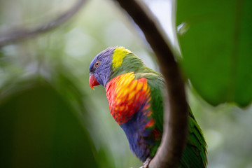Four colored Parakeet