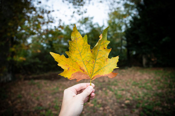 hand holding a maple yellow leaf in autumn