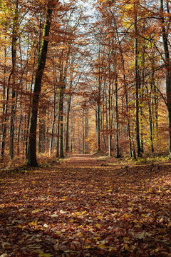 Wandering through a forest covered with autumn colors and leaves in Germany