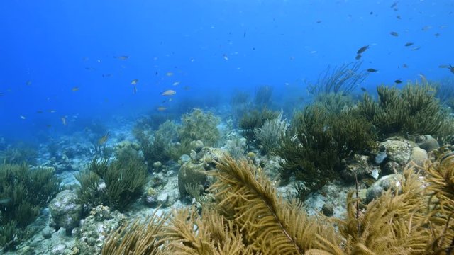 Seascape of coral reef in Caribbean Sea around Curacao at dive site Playa Hundu  with various coral and sponge