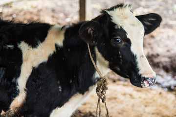 Cow in a cattle farm at Thailand.