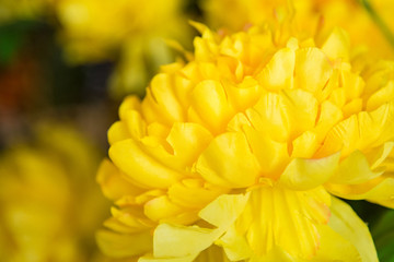 Fototapeta premium Bright and beautiful colors of plastic flowers.