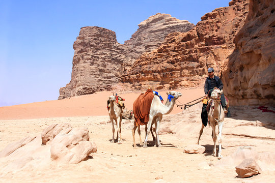 Caravan of camels in Wadi Rum desert, Jordan