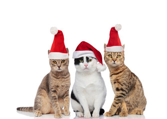 three santa cats sitting on white background
