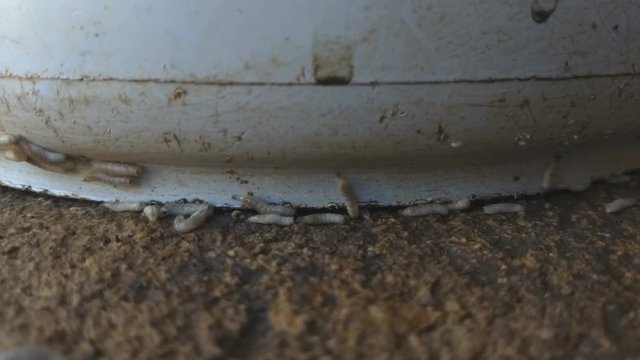 Worm on rotten near grabege