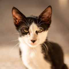close up photo for Homeless little cat in the sidewalk