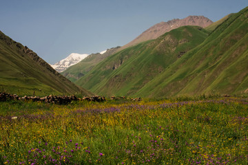 yellow-violet meadow in mountains