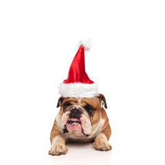 adorable english bulldog with santa hat lying and panting