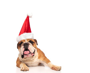 cute english bulldog wearing a santa hat lying