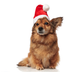 adorable brown metis dog with santa cap looks to side