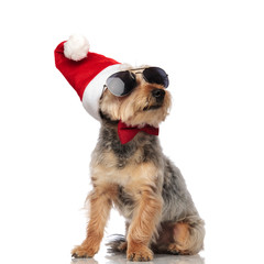 cool santa yorkshire terrier with bowtie looks up to side