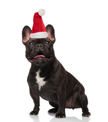 surprised santa french bulldog with tongue exposed looks up