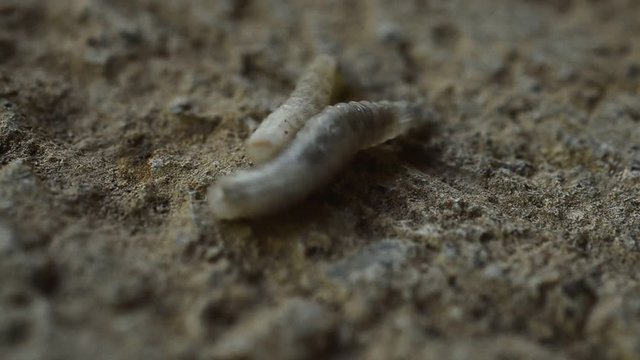 Worm on rotten near grabege