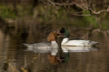 a pair of Common merganser, goosander, Mergus merganser in the water