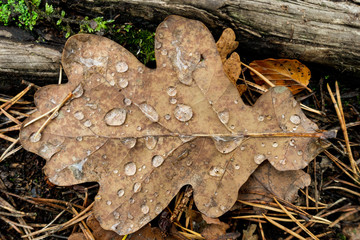 Fallen autumn leaf closeup with raindrops
