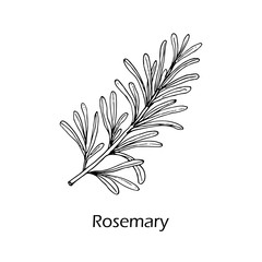 Rosemary, spice and medical herb