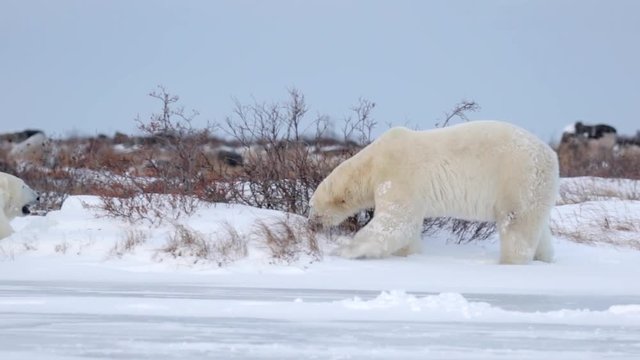 Polar bears walking in the snow