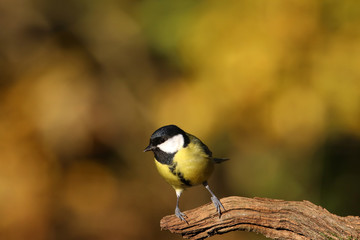 Kohlmeise am unteren Bildrand