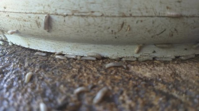 Worm on rotten near grabege