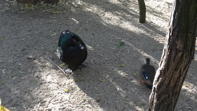 Close-up of two ducks standing
