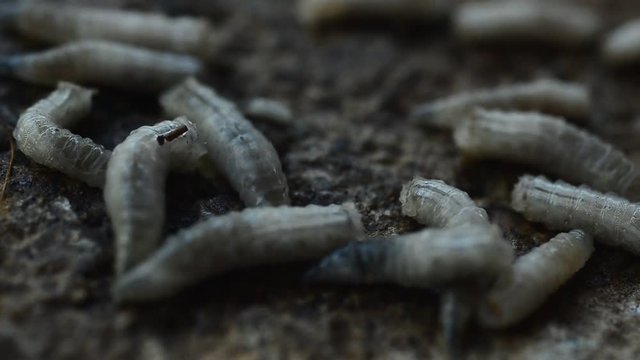 Worm on rotten near grabege
