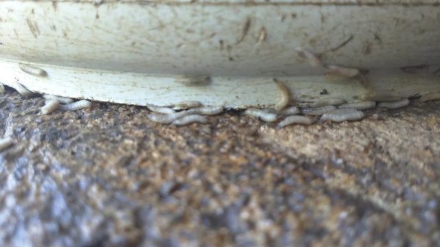 Worm on rotten near grabege
