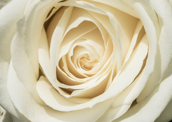 White rose, Rosa