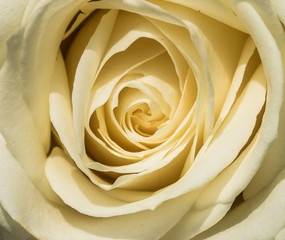 White rose, Rosa
