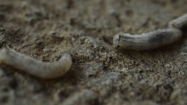 Worm on rotten near grabege