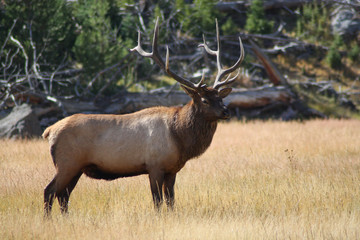 Naklejka na ściany i meble Elk, Cervus canadensis