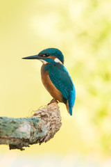 Kingfisher, Alcedo atthis