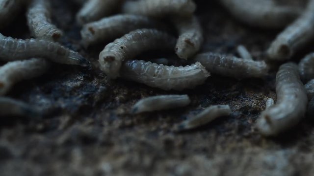 Worm on rotten near grabege