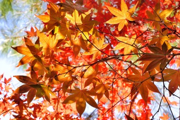 Maple Leaf is Autumn background with red & yellow leaves.(Wuling Farm in Taichung,Taiwan)