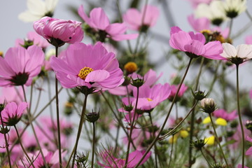 pink flowers in the garden