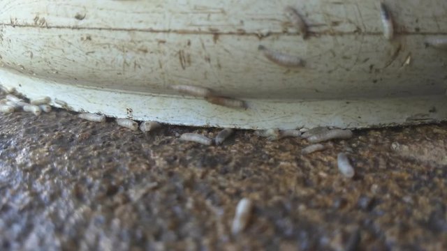 Worm on rotten near grabege