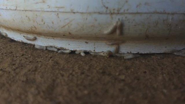 Worm on rotten near grabege