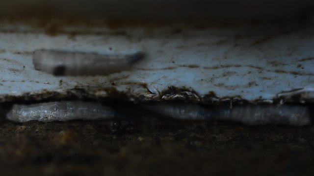 Worm on rotten near grabege